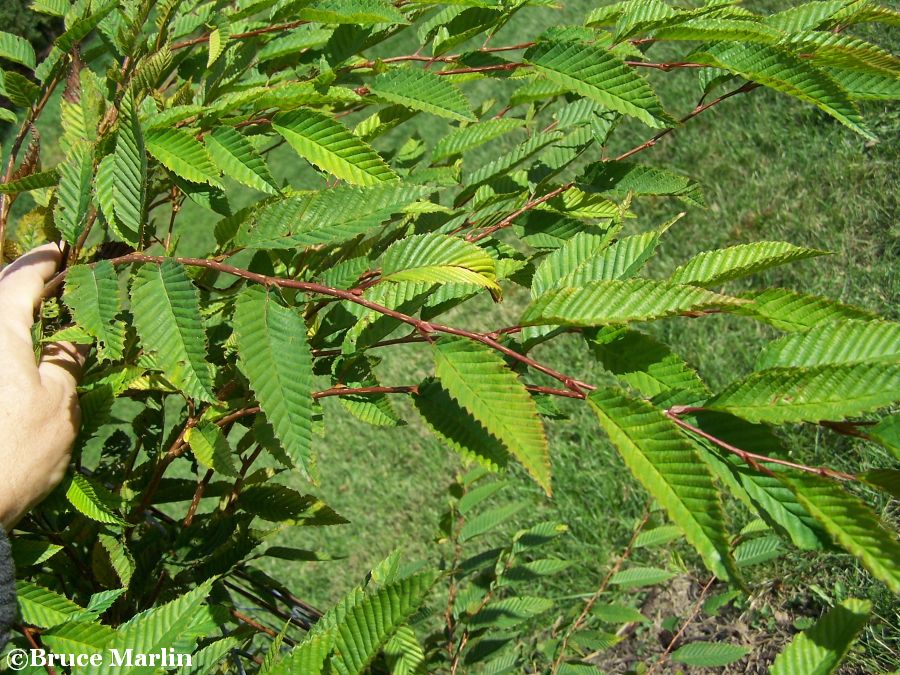 Japanese Hornbeam foliage