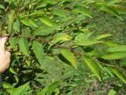 Japanese Hornbeam - Carpinus japonica