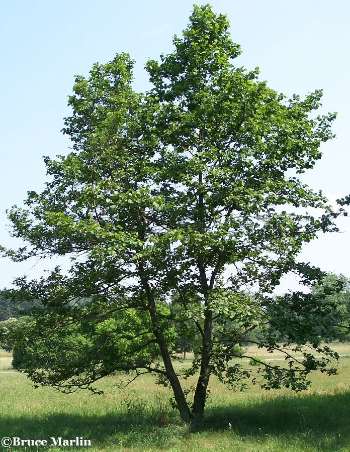 Manchurian Alder