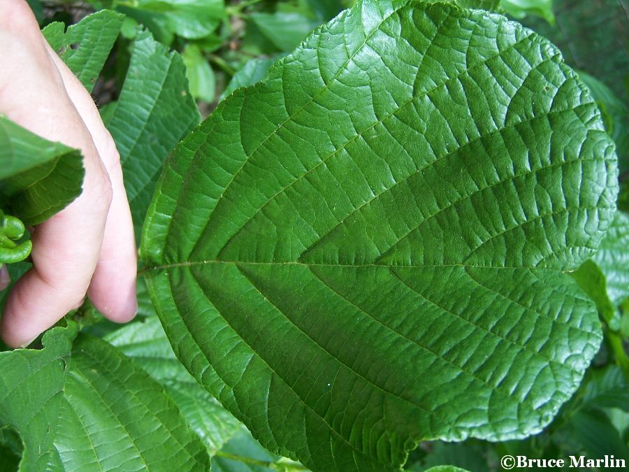 Manchurian Alder leaflet