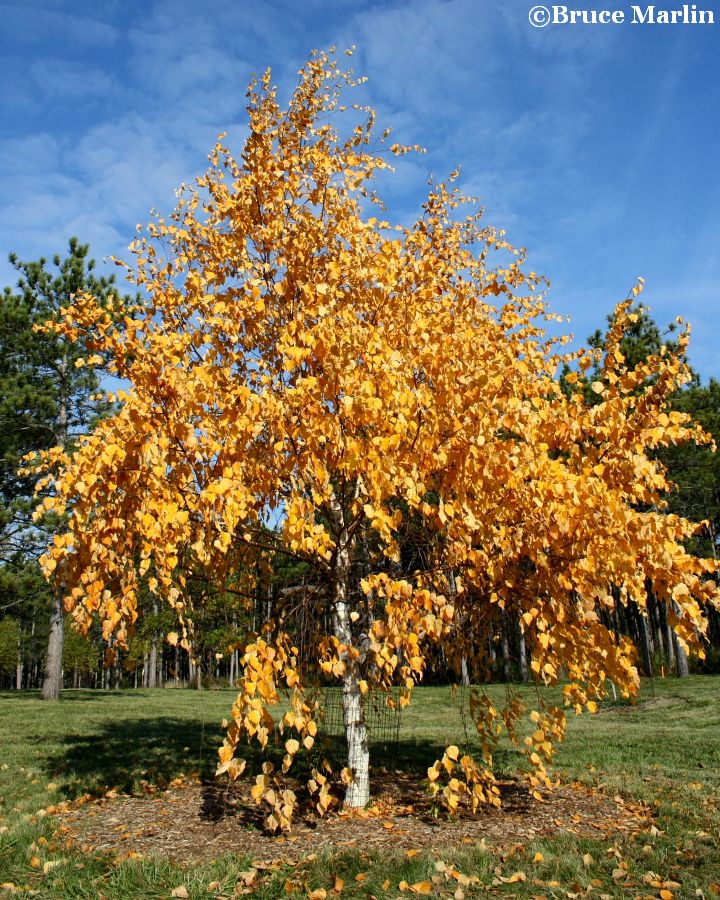 Manchurian Birch in fall colors