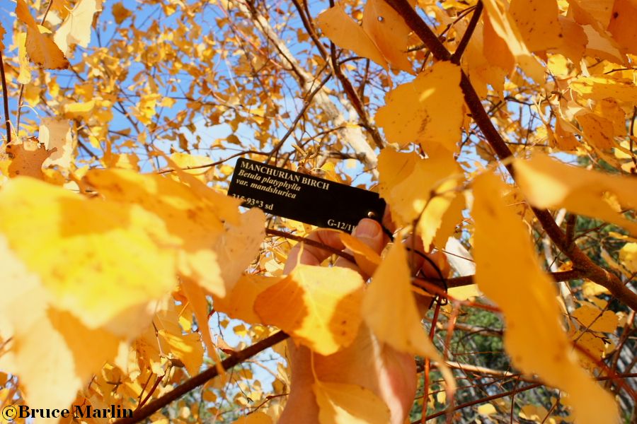 Manchurian Birch fall foliage