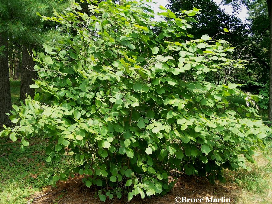 Semis de Corylus Manchurian_hazelnut-900