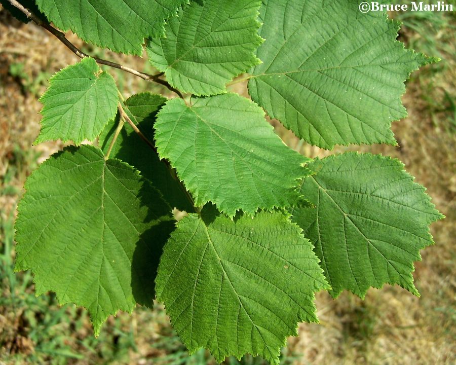 Manchurian Hazelnut foliage