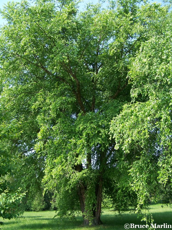 River Birch - Betula nigra