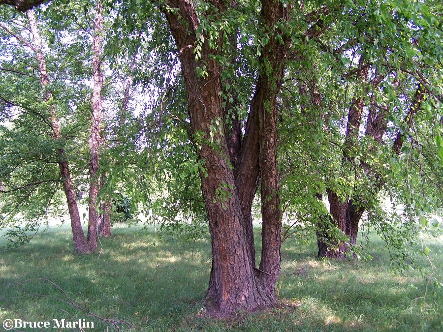 River Birch - Betula nigra