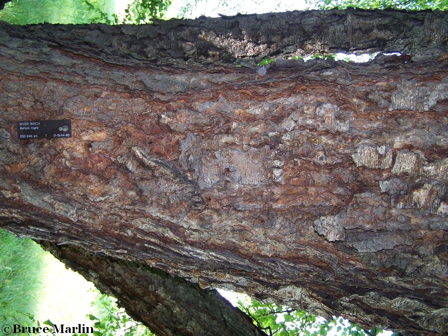 River Birch bark