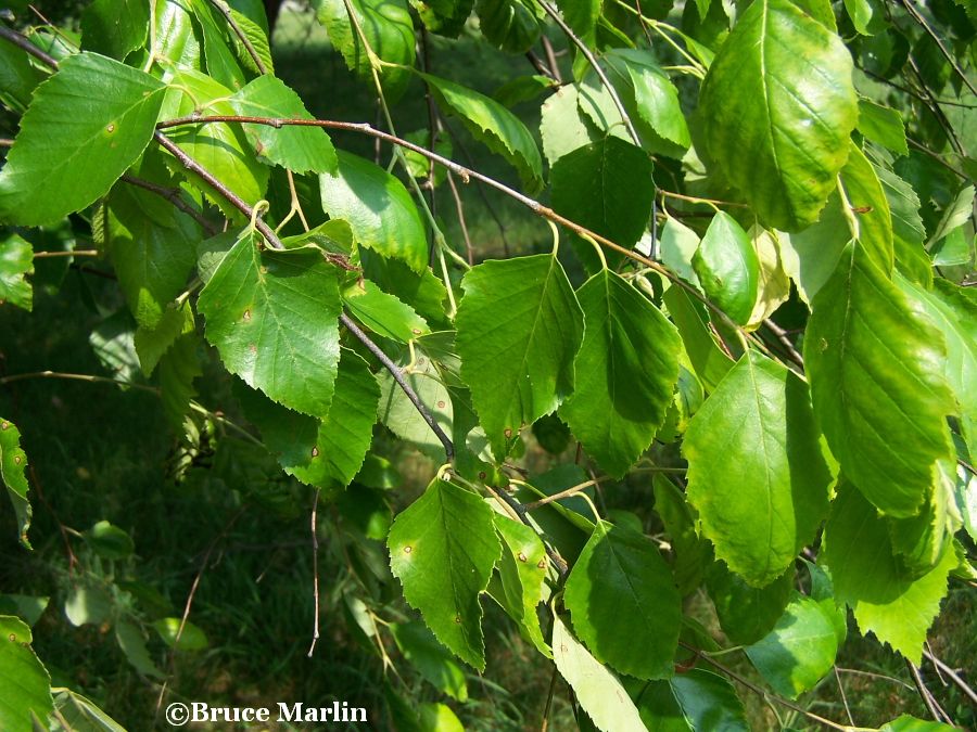 River Birch foliage