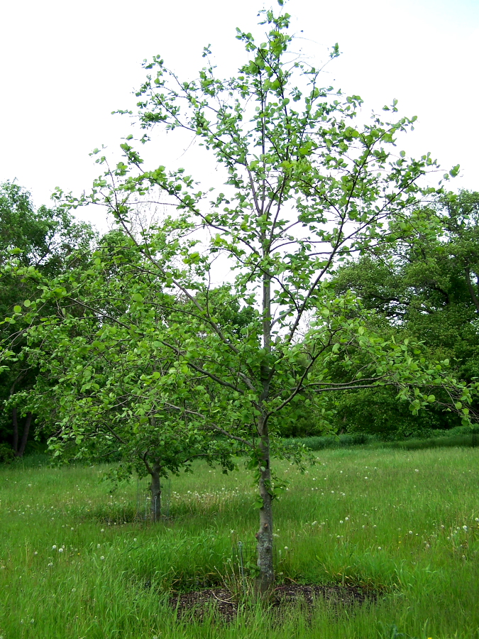 Siberian Alder