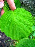 Siberian Alder