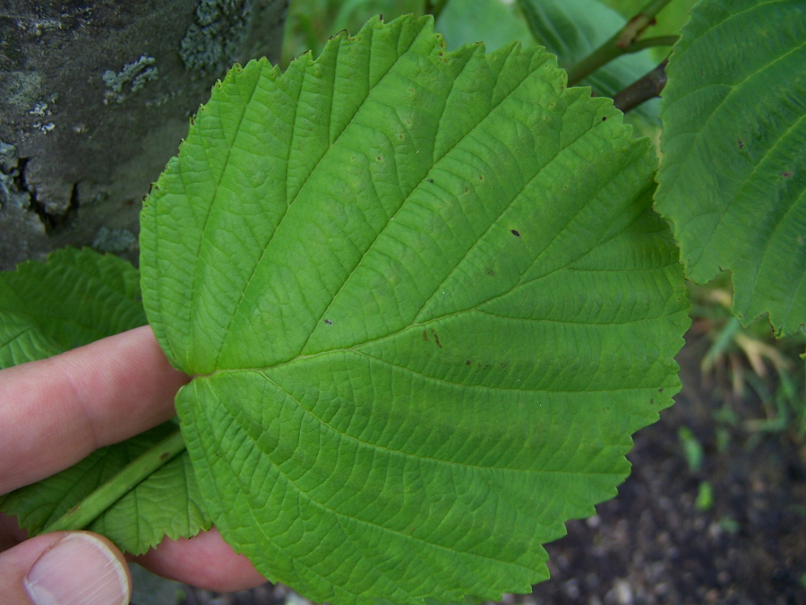 Siberian Alder leaflet