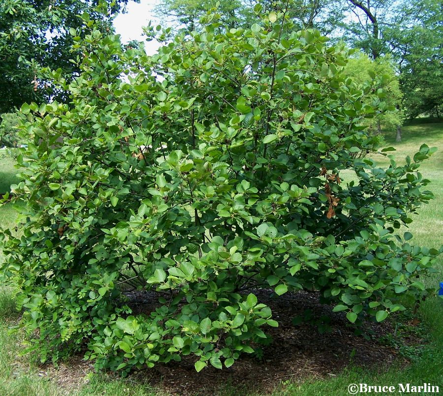 Speckled Alder