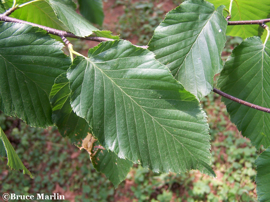 Sweet Birch Foliage