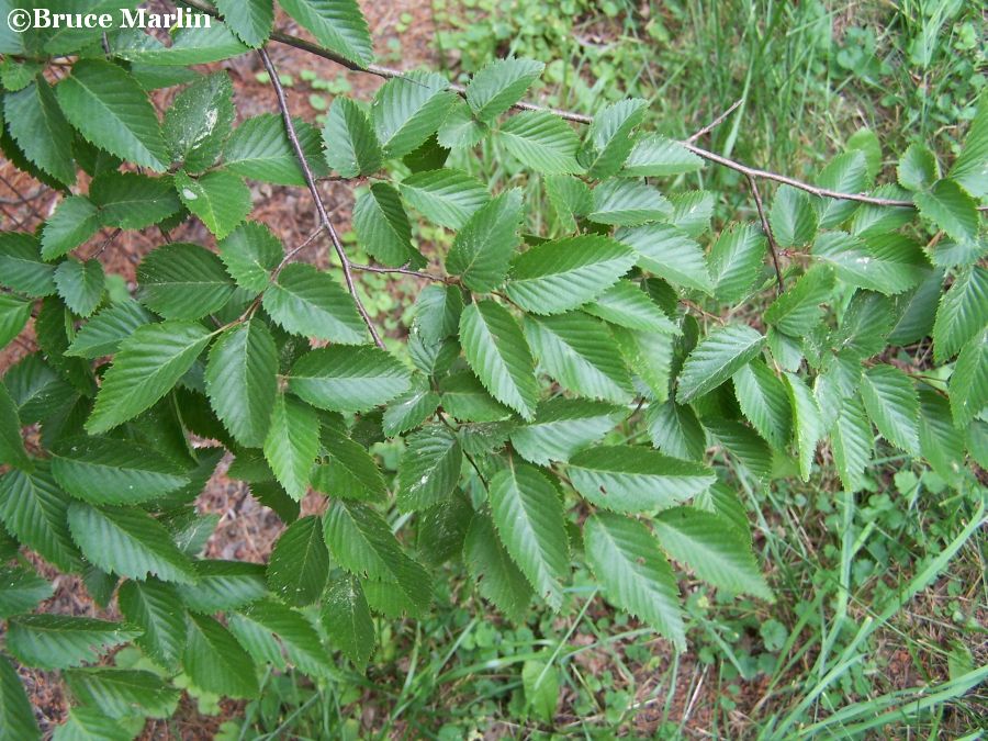 Turczaninov Hornbeam foliage