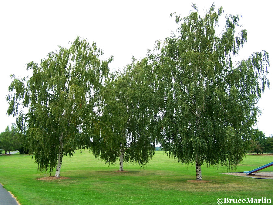 White Birch Trees