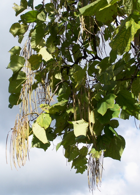 Chinese catalpa foliage and fruit