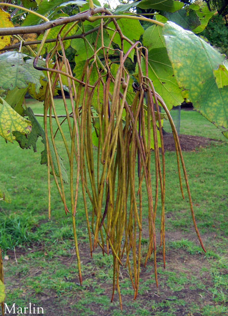 Chinese catalpa fruit