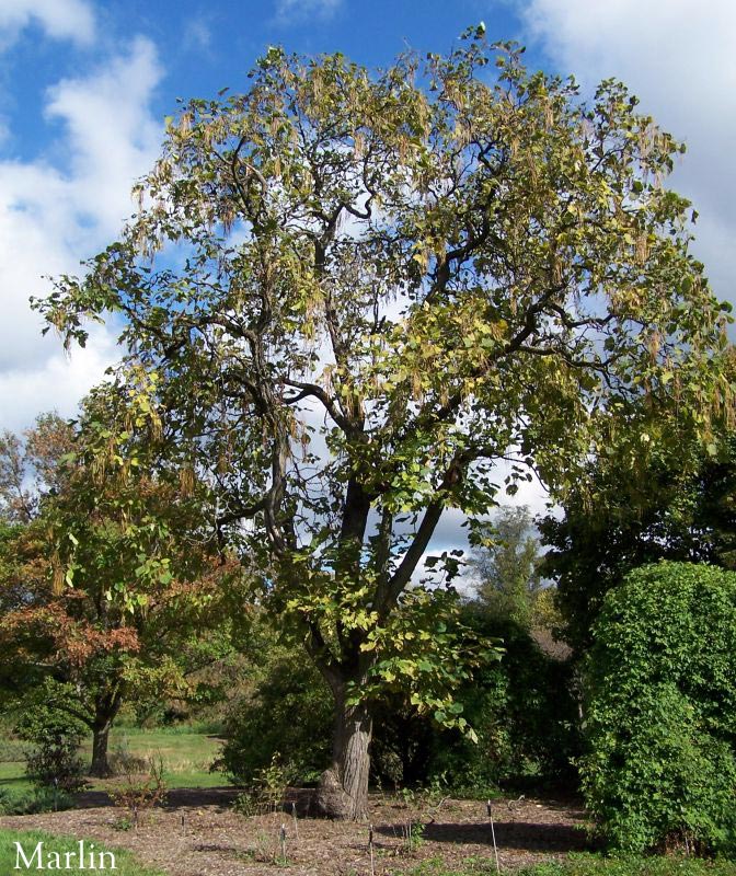 Chinese Catalpa Tree