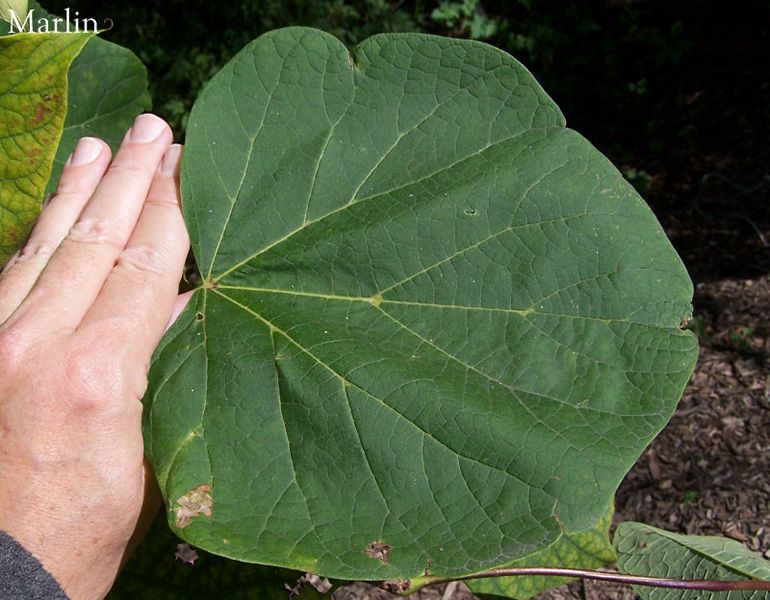 Chinese Catalpa leaflet