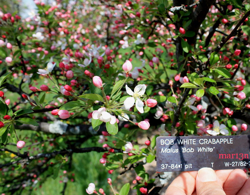 Bob White Crabapple foliage and flowers