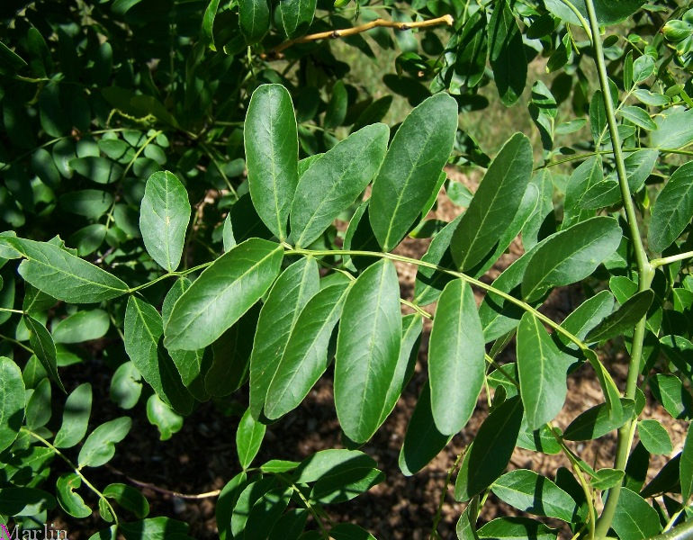 Caspian Locust Tree