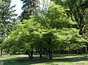 Himalayan Spindle Tree