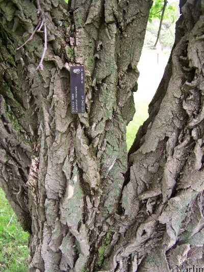 Spindle Tree Bark