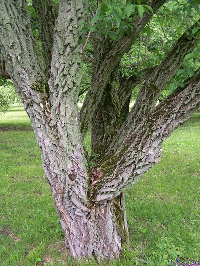 Spindle Tree Bark
