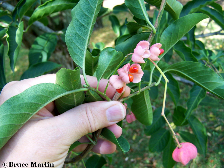Spindle Tree Euonymus Nikoensis North American Insects Spiders