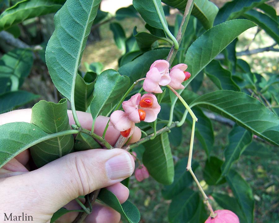 Spindle Tree Fruit