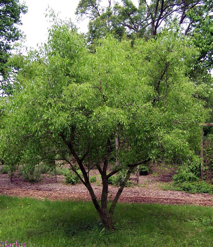 Winterberry Euonymus - Euonymus bungeanus