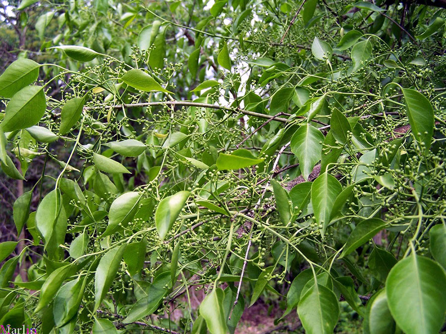 Manchurian spindle tree foliage