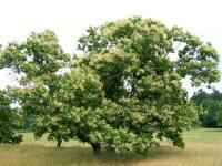 Chestnut Tree