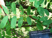 Chinese Mountain-ash 