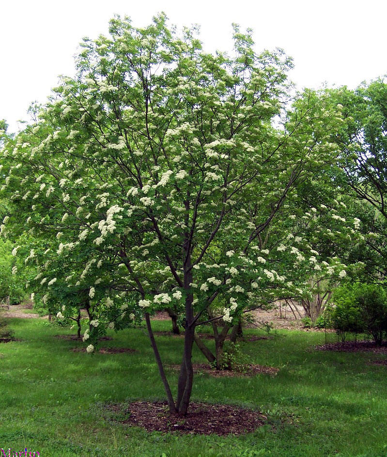 Chinese Mountain-ash