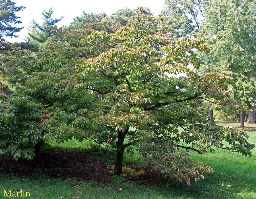 Cloud 9 Flowering Dogwood