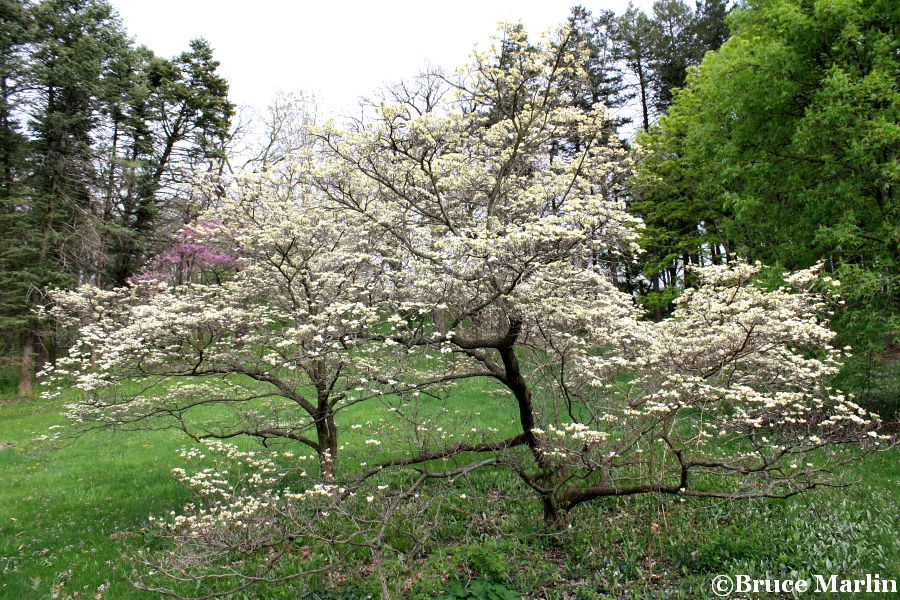 Cloud 9 Flowering Dogwood 