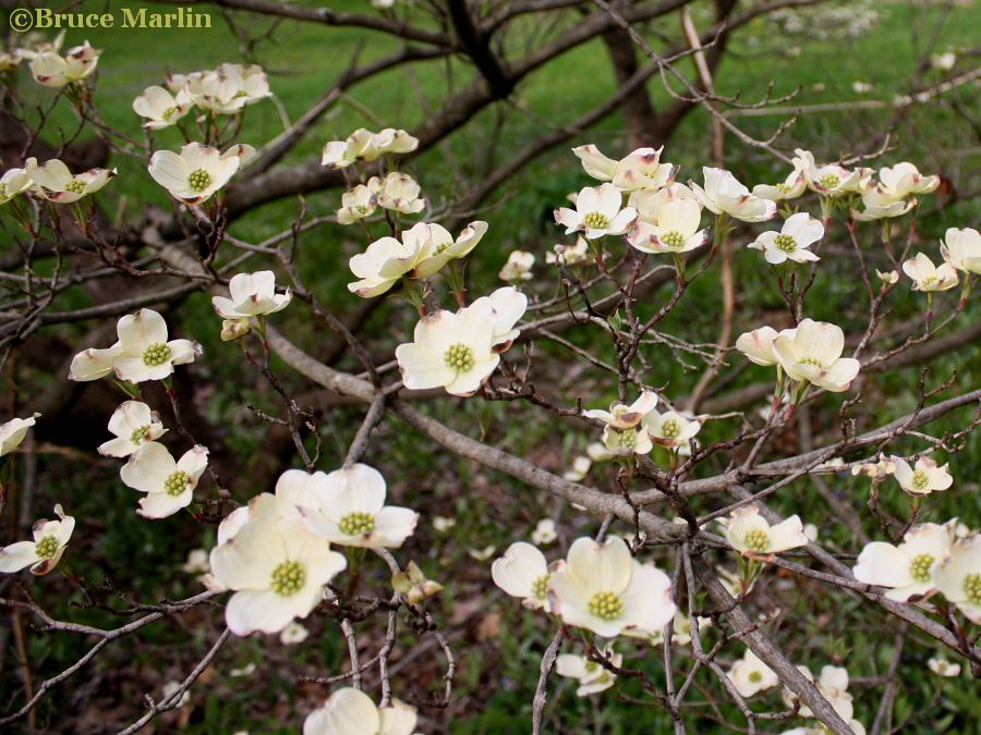 'Cloud 9' dogwood flowers