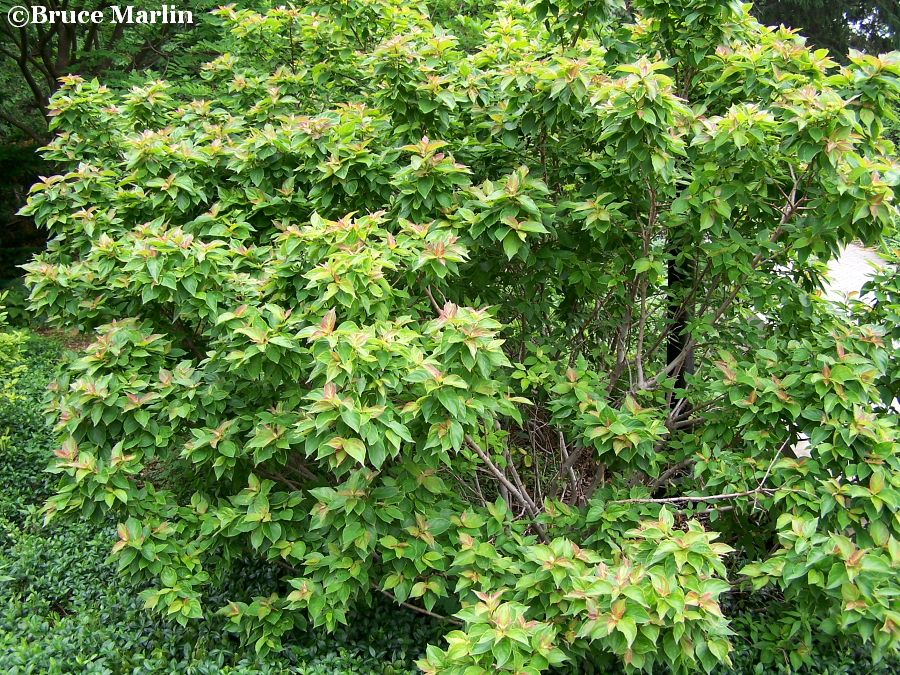 Dwarf Dogwood