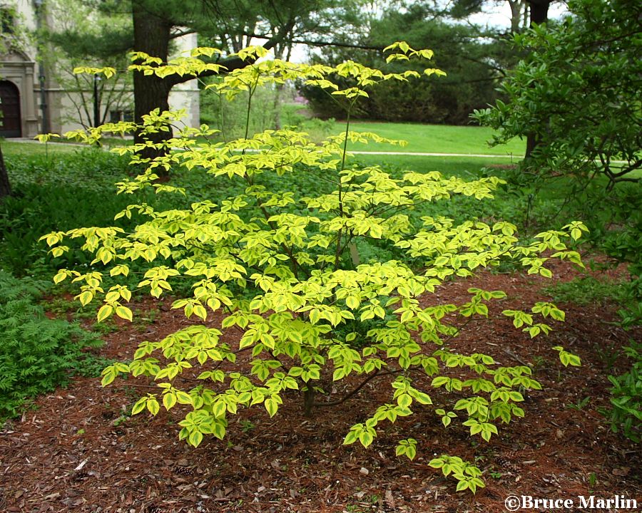 'Golden shadows' Pagoda Dogwood