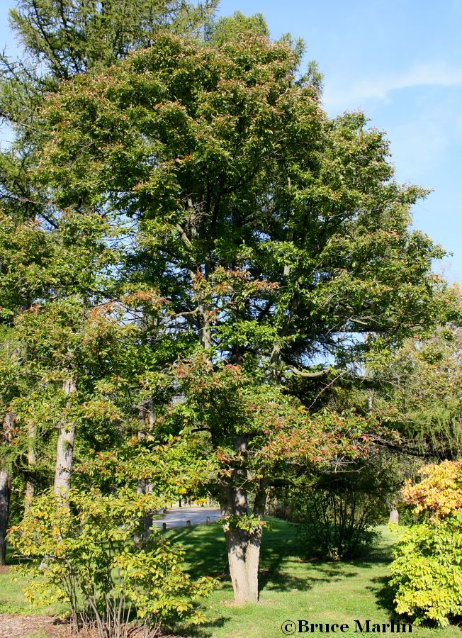 black gum tree