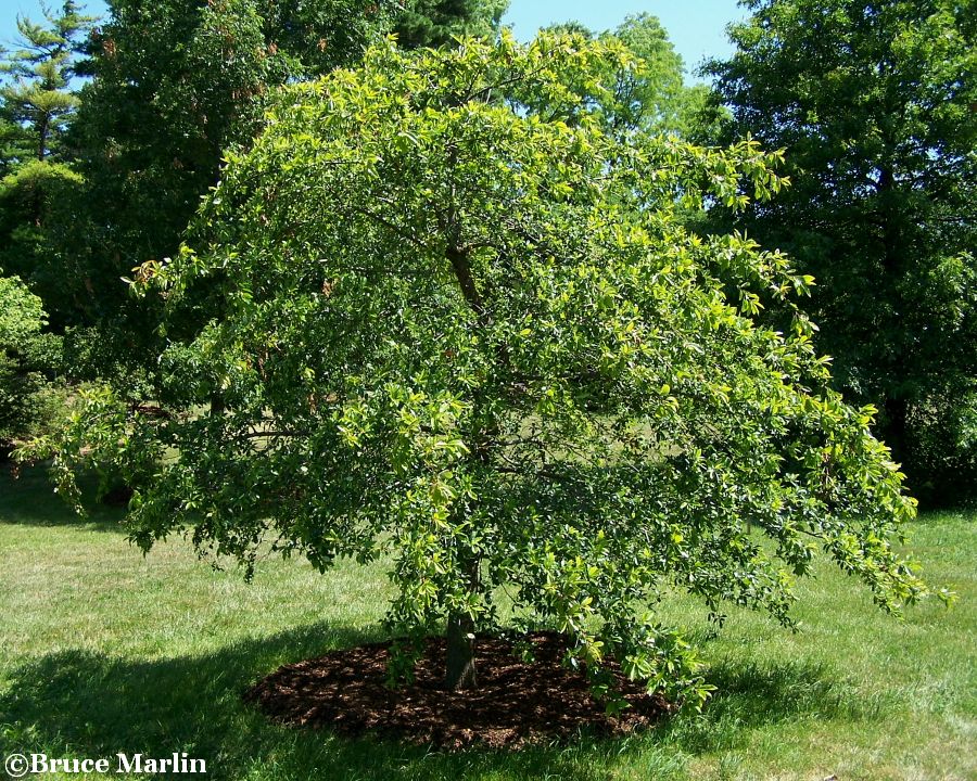 Black Gum