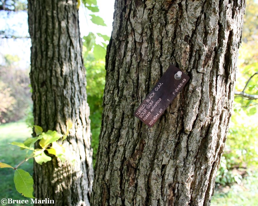 Black Gum bark