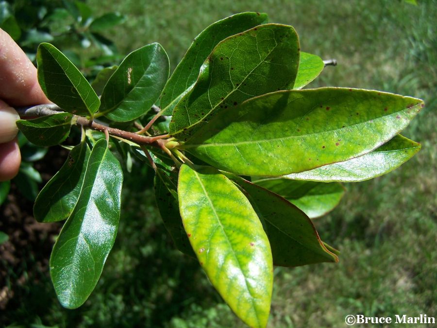 Black / Sour Gum foliage