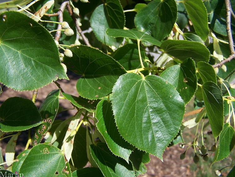 Crimean Linden foliage and bracts