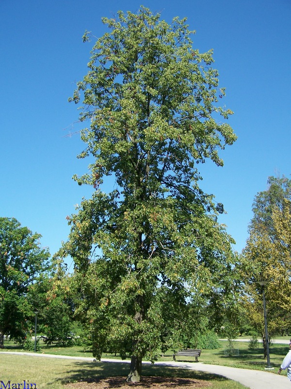 Crimean Linden Tree