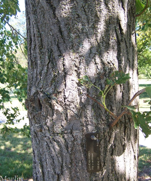 Crimean Linden Bark