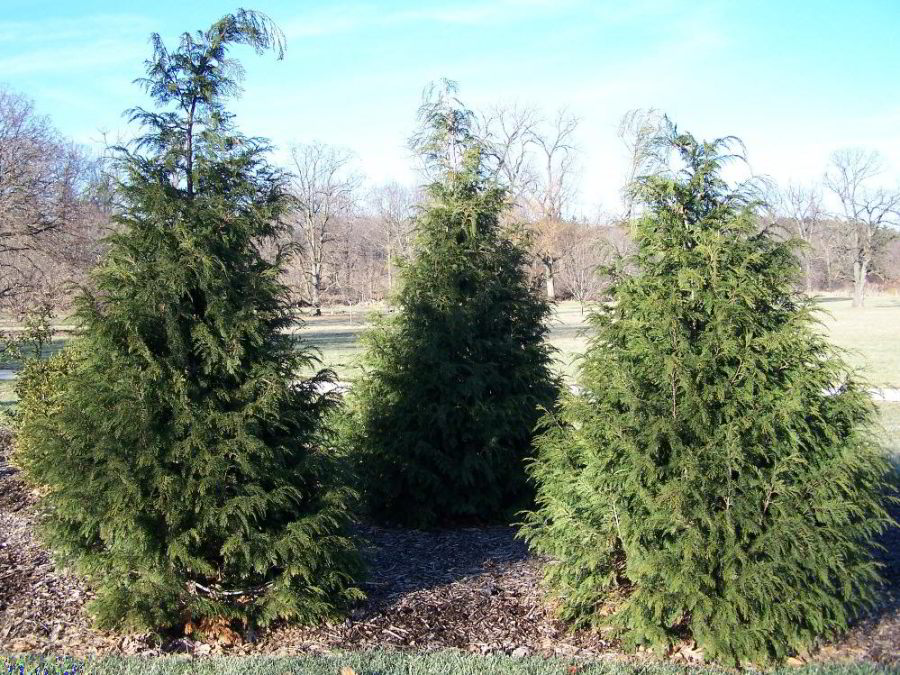 Alaska-Cedars at Morton Arboretum