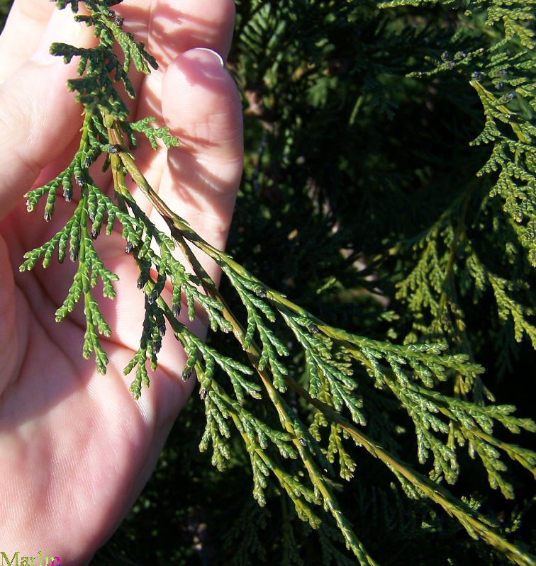 Alaska-Cedar foliage closeup