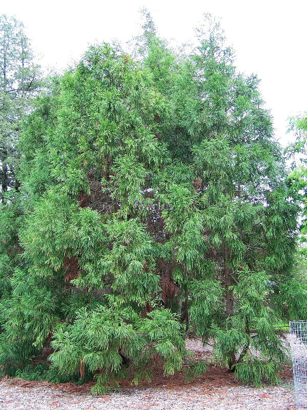 color photo Japanese Cedar - Cryptomeria japonica